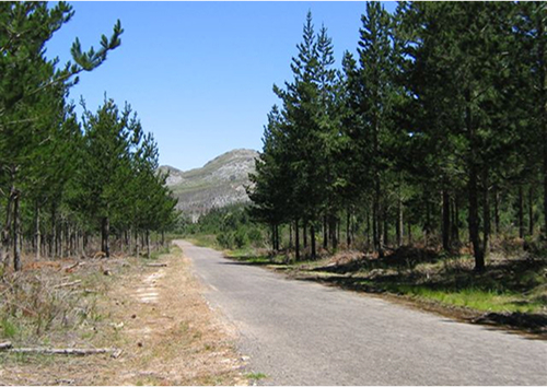 Road 4